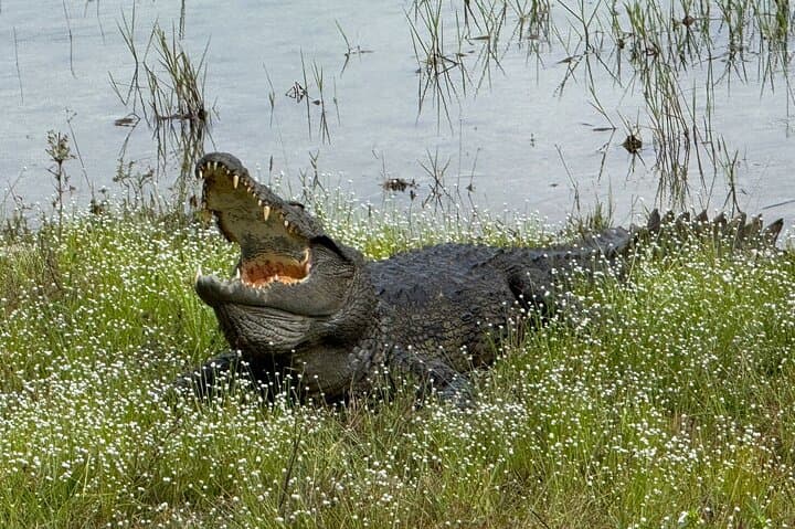 12-Hour Wilpattu National Park Safari — Private Full-Day Jeep Wildlife Tour photo 5