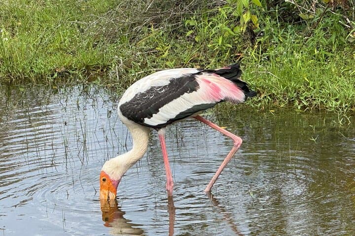 12-Hour Wilpattu National Park Safari — Private Full-Day Jeep Wildlife Tour photo 6