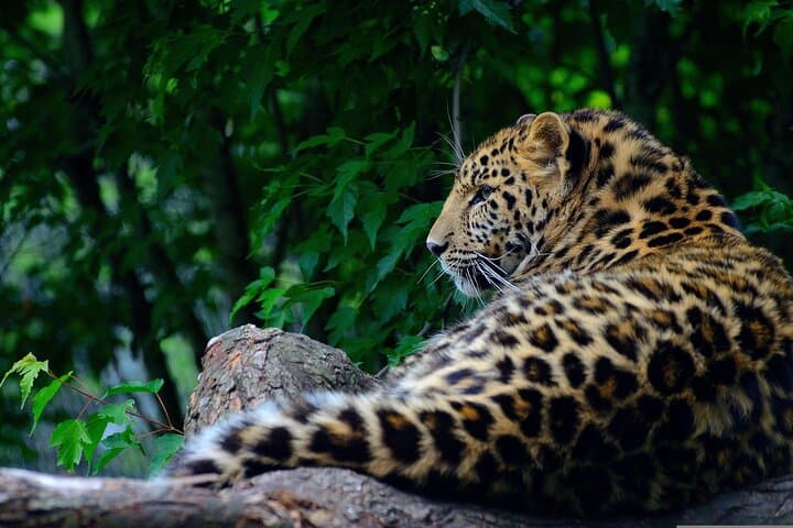 12-Hour Wilpattu National Park Safari — Private Full-Day Jeep Wildlife Tour