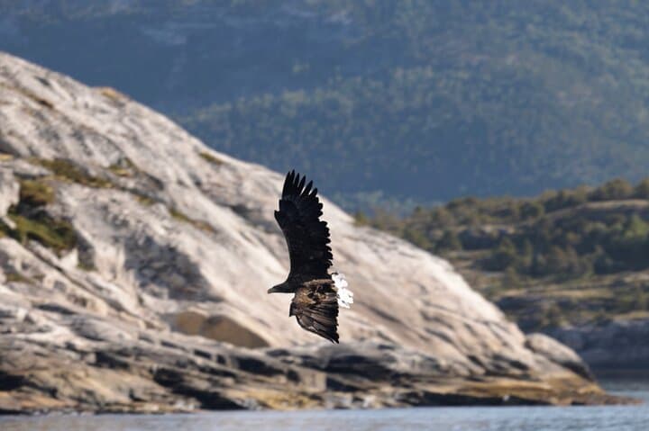 RIB Ride Through Saltstraumen: World's Strongest Maelstrom & Eagle Safari photo 2