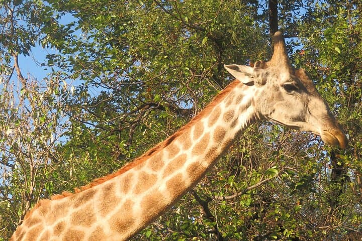 Mosi-Oa-Tunya Game Drive and Rhino Walk — Livingstone Day Safari photo 3