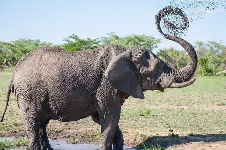 Mosi-Oa-Tunya Game Drive and Rhino Walk — Livingstone Day Safari photo 4