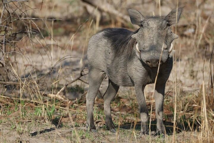 Mosi-Oa-Tunya Game Drive and Rhino Walk — Livingstone Day Safari photo 5