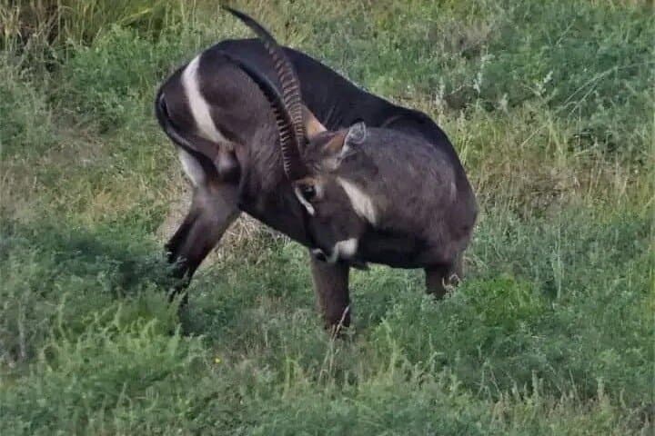 Mosi-Oa-Tunya Game Drive and Rhino Walk — Livingstone Day Safari photo 6