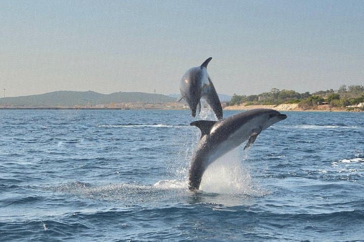 Dolphin Watching and Snorkeling from Olbia — Figarolo & Capo Figari Boat Tour photo 1