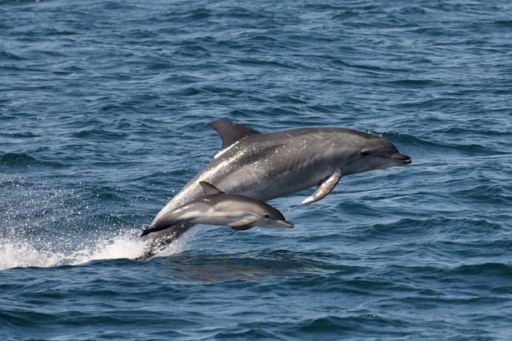 Dolphin Watching and Snorkeling from Olbia — Figarolo & Capo Figari Boat Tour photo 4