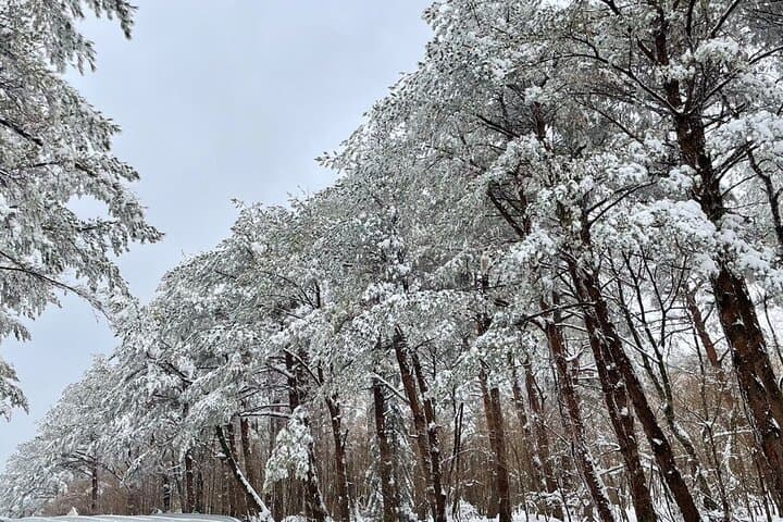 Jeju Island Winter Trekking and Snow Sledding: A Private Day Tour on Hallasan photo 4