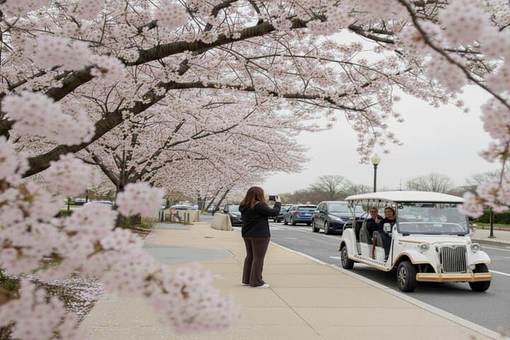 Washington DC Cherry Blossom Guided E-Cart Tour — Monuments & Tidal Basin Photos