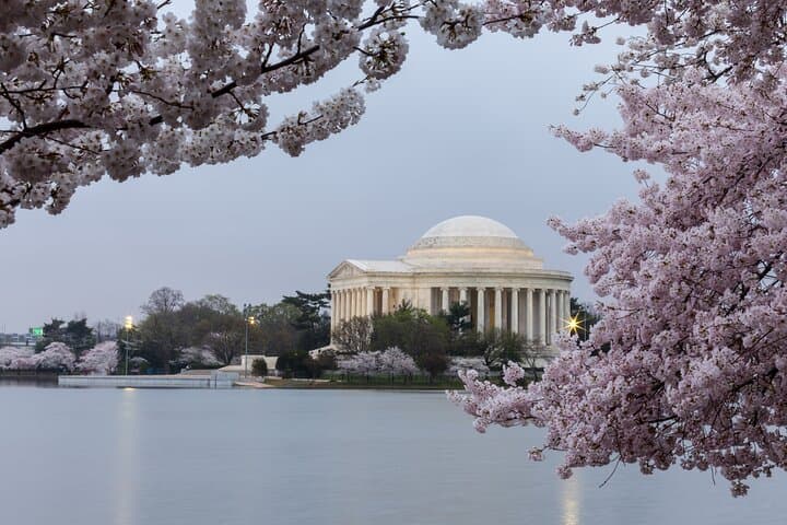 Washington DC Cherry Blossom Guided E-Cart Tour — Monuments & Tidal Basin Photos photo 3