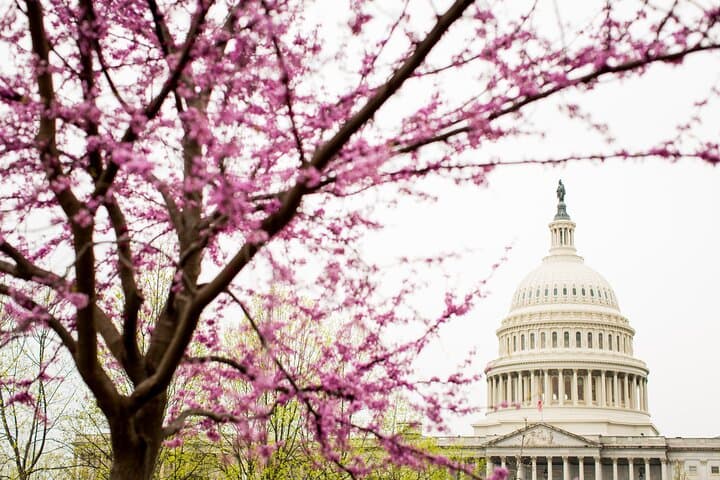 Washington DC Cherry Blossom Guided E-Cart Tour — Monuments & Tidal Basin Photos photo 4