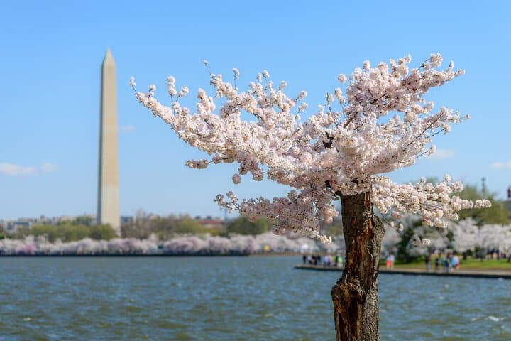 Washington DC Cherry Blossom Guided E-Cart Tour — Monuments & Tidal Basin Photos photo 5