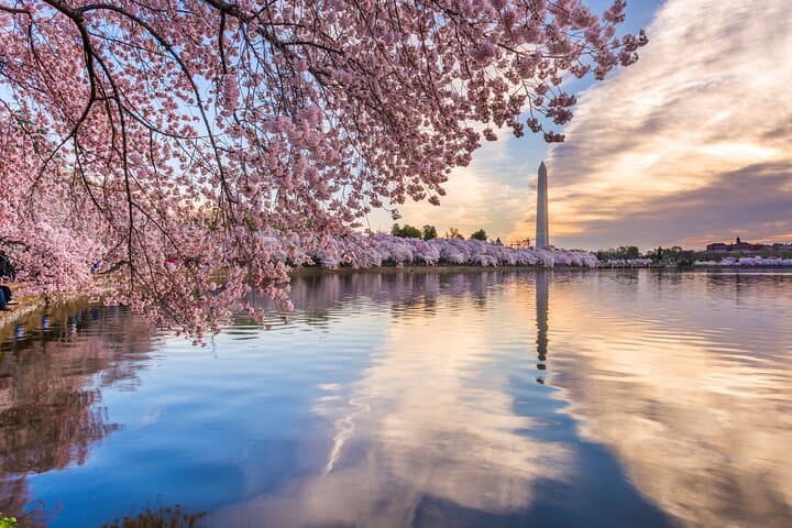 Washington DC Cherry Blossom Guided E-Cart Tour — Monuments & Tidal Basin Photos photo 2