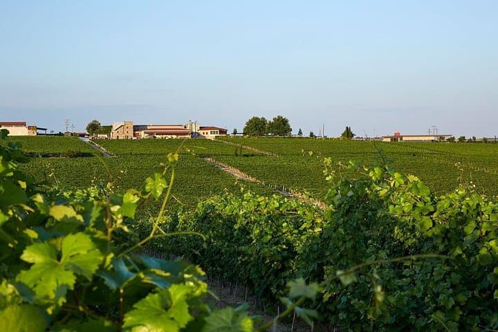 Half-Day Wine Tasting at Ktima Gerovassiliou from Thessaloniki photo 4