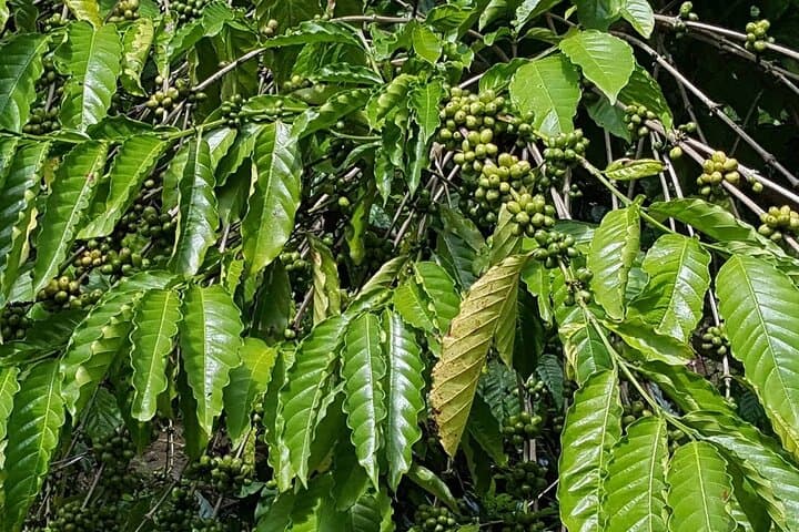 Explore Local Life on the Punta Cana Cultural Tour photo 2
