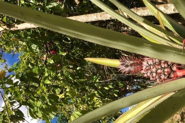 Explore Local Life on the Punta Cana Cultural Tour photo 6