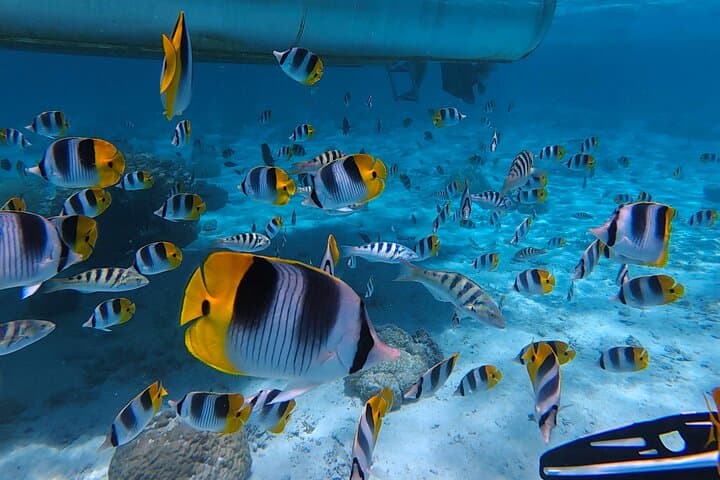 Private Lagoon Tour in Bora Bora: Bar Boat Snorkeling with Rays & Sharks photo 3
