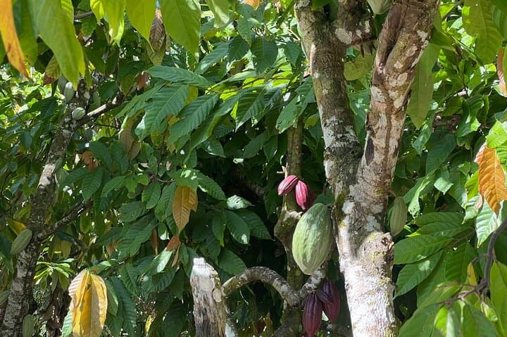 Explore Local Life on the Punta Cana Cultural Tour photo 4