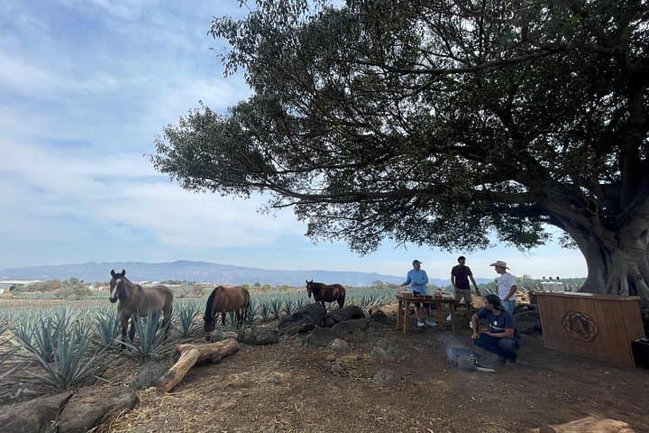Tequila From Field to Glass: Agave Harvest, Distillery Tour & Tasting in Tequila, Jalisco photo 3