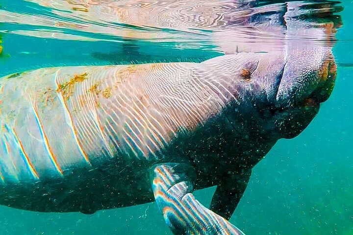 Paddle with Manatees at Silver Springs: Paddleboard & Kayak Wildlife Adventure photo 3