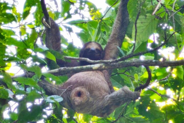 Jaguar Trail: Wildlife Walk in Tortuguero National Park photo 3