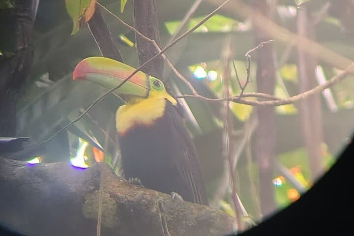 Jaguar Trail: Wildlife Walk in Tortuguero National Park photo 4