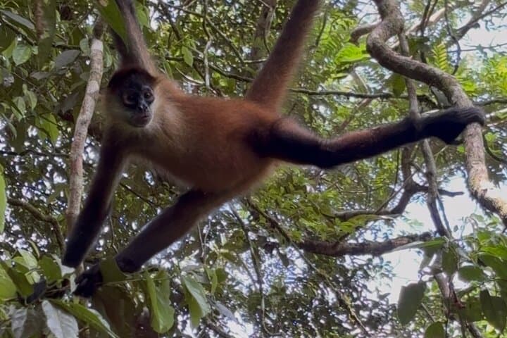 Jaguar Trail: Wildlife Walk in Tortuguero National Park photo 5