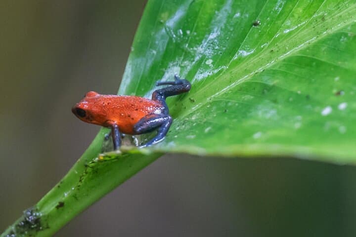 Jaguar Trail: Wildlife Walk in Tortuguero National Park photo 6