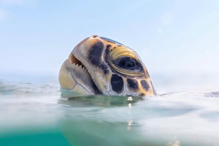 Private Catamaran Sail & Snorkel: West Coast Barbados Turtles & Reefs photo 6