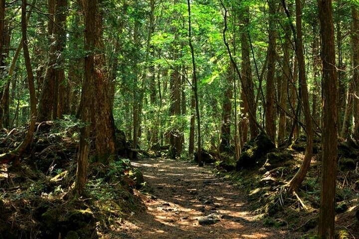 Aokigahara Jukai Forest Tour at Mt. Fuji — Guided Lava-Cave & Lake Saiko Exploration photo 4