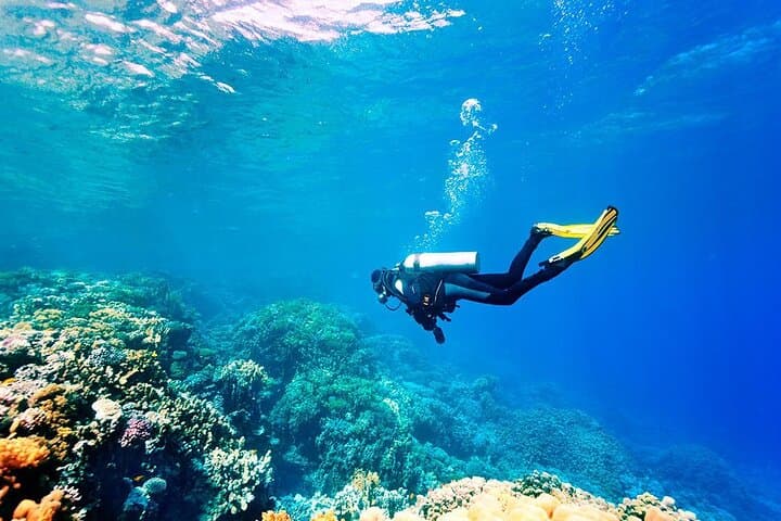 Beginner Scuba Diving in Alanya: Two Guided Dives, Lunch & Transfer photo 4