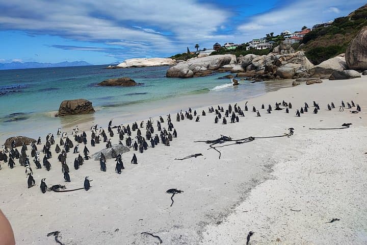 Cape of Good Hope & Boulders Penguins: Full-Day Scenic and Wildlife Tour from Cape Town photo 3