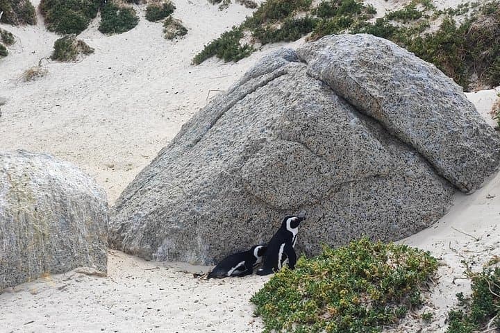 Cape of Good Hope & Boulders Penguins: Full-Day Scenic and Wildlife Tour from Cape Town photo 4
