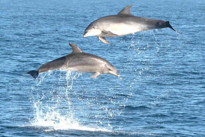 Dolphin Watching & Snorkel at Figarolo Island: Olbia Boat Excursion