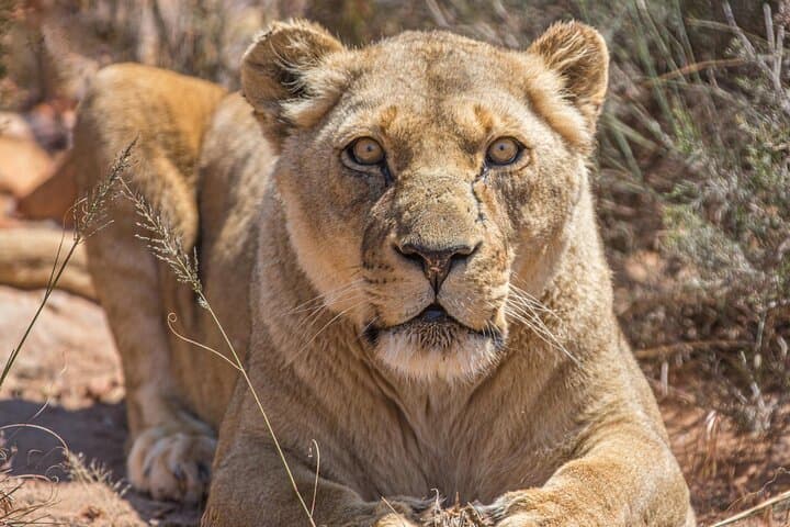 Aquila Game Reserve Safari: Big Five Day Trip from Cape Town with Wine Tasting photo 1