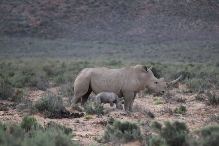 Aquila Game Reserve Safari: Big Five Day Trip from Cape Town with Wine Tasting photo 4