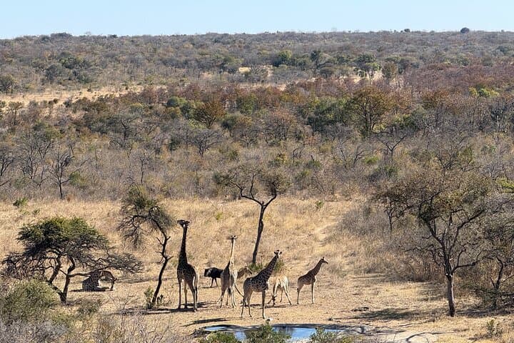 Khami Ruins and Private Safari: Full-Day UNESCO Tour from Bulawayo photo 3