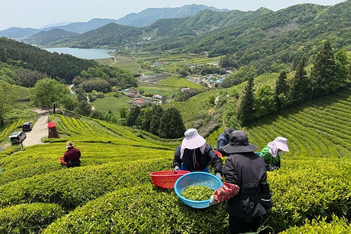Boseong to Gangjin: Korean Green Tea Day Tour from Gwangju photo 3