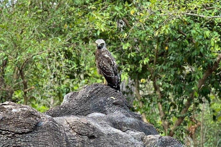 Minneriya Private Safari — Jeep Safaris to Sri Lanka's Elephant Gathering photo 3