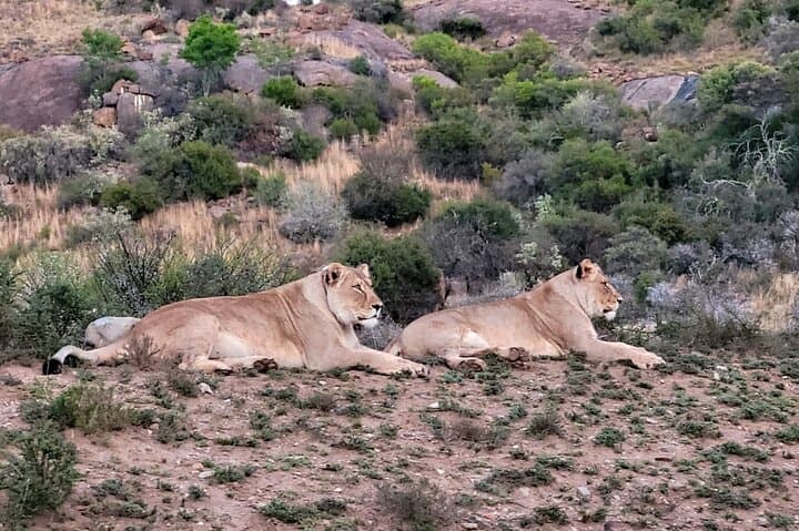 Addo Elephant Park Safari with Traditional Braai Lunch from Port Elizabeth photo 2