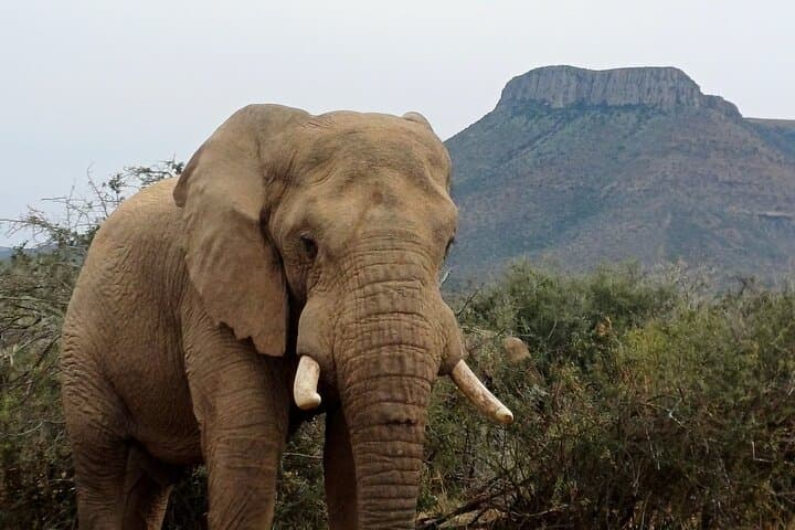 Addo Elephant Park Safari with Traditional Braai Lunch from Port Elizabeth photo 3