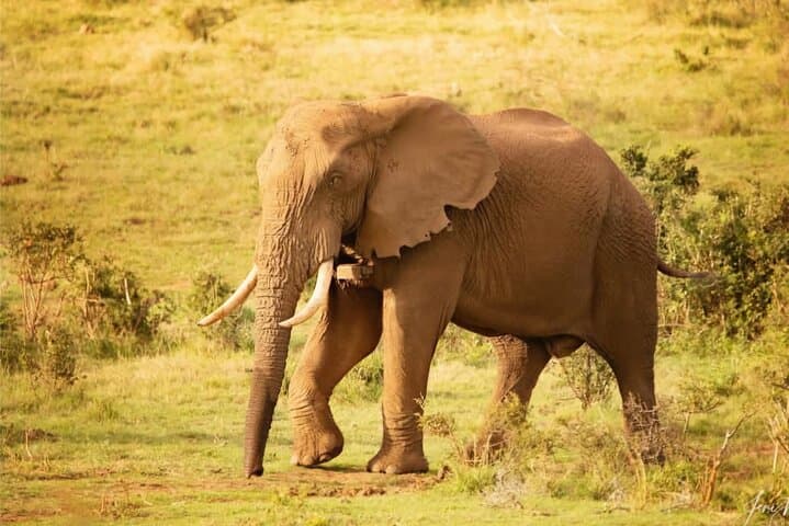Addo Elephant Park Safari with Traditional Braai Lunch from Port Elizabeth photo 4