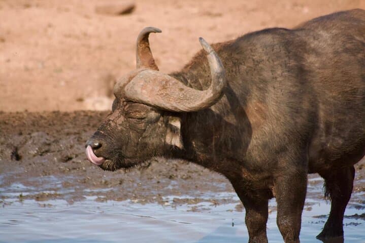 Addo Elephant Park Safari with Traditional Braai Lunch from Port Elizabeth photo 5