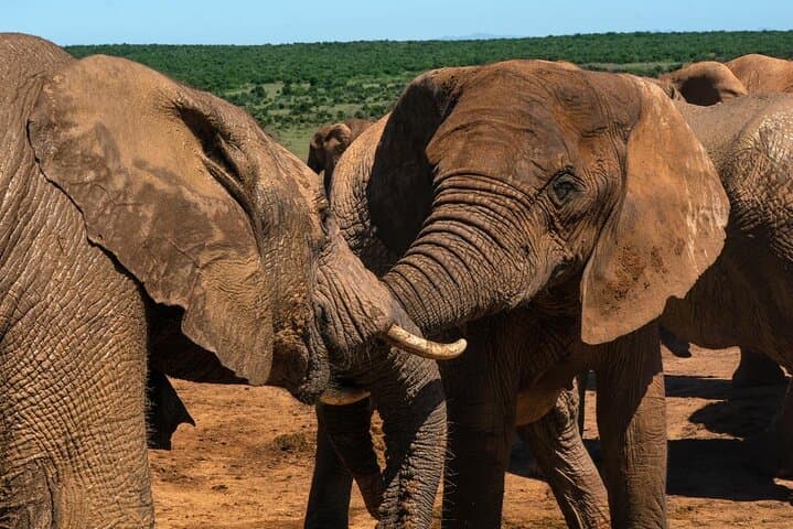 Addo Elephant Park Safari with Traditional Braai Lunch from Port Elizabeth photo 6