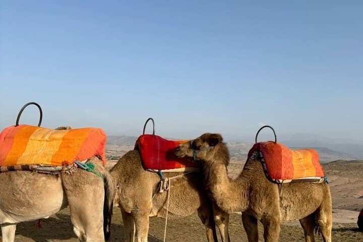 Agafay Desert Sunset Camel Ride, Dinner & Fire Show from Marrakech