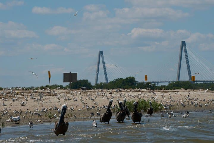 Shark Tooth Hunting and Crab Bank Island Boat Tour from Charleston photo 2