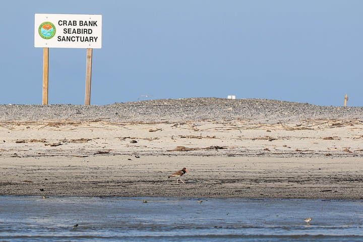 Shark Tooth Hunting and Crab Bank Island Boat Tour from Charleston photo 3