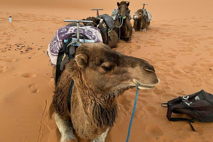 Marrakech to Merzouga: 3-Day Desert Adventure and Camel Ride photo 4