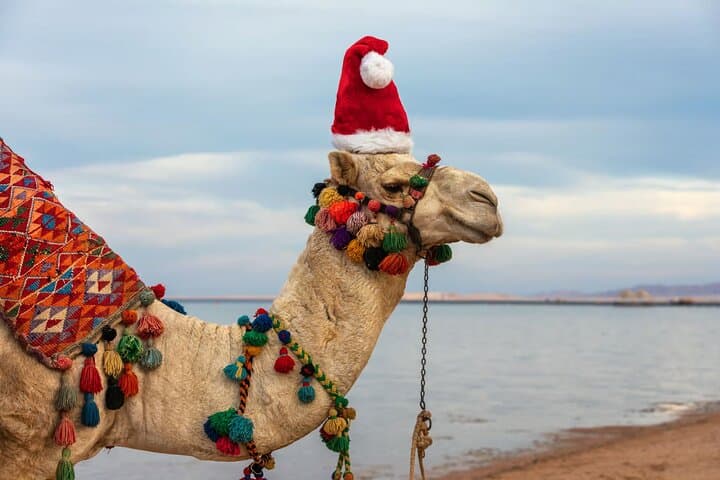 Camel Ride in Agadir: Beachside Sahara Adventure photo 3
