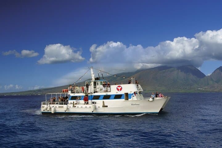 Maui Whale Watch from Lahaina Harbor: 2-Hour Humpback Experience photo 2