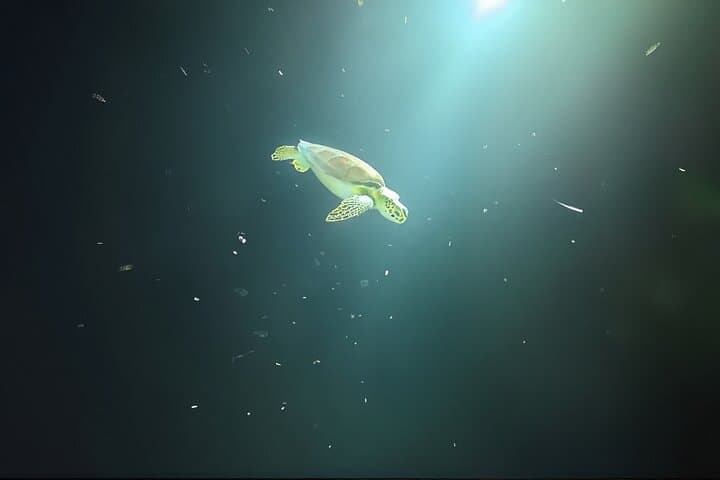 Anguilla Night Wreck Dive: One-Tank Bioluminescent Shipwreck Experience photo 2